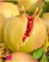 Melograno Dente di cavallo